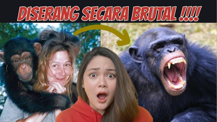 JANGAN SEMBARANG MAIN SAMA SIMPANSE !!!