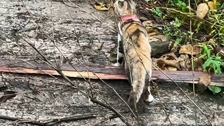 Mèo: Chó đang xen vào chuyện của người khác
