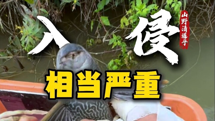 If the spot where you’re fishing is swarming with plecos, would you still dare to fish there?