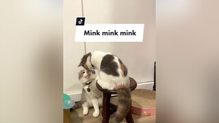 Mink mink mink meo trending minkminkmink beothemeow