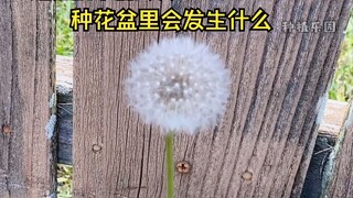 如果在路边摘朵蒲公英回来，种在花盆里会发生什么？