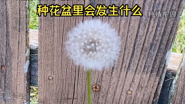 如果在路边摘朵蒲公英回来，种在花盆里会发生什么？