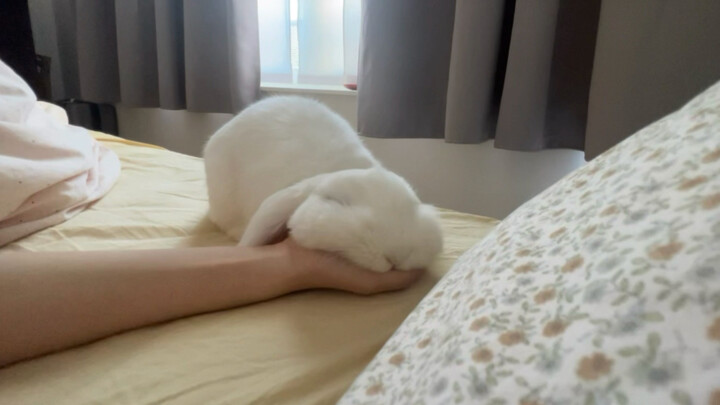 [Loài vật] [Lop] Chơi với bé Thỏ vào buổi sáng