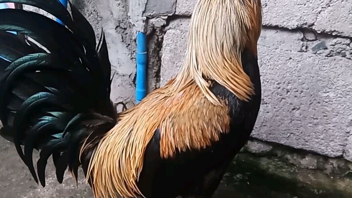 My kelso x Duke Grey