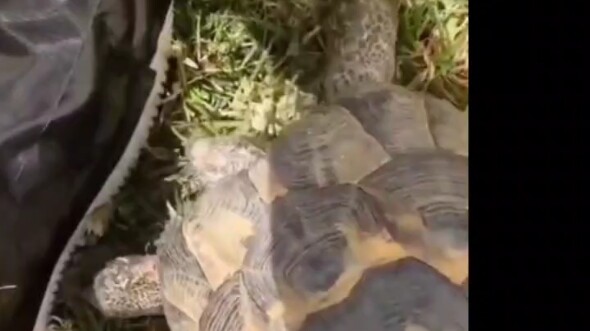 This damn thing is still a racist turtle!