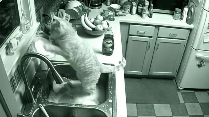 CCTV 2:17 AM: cat washing dishes at night #cctvcat