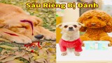 Thú Cưng TV | Cô cô và Sầu riêng #23 | Chó Golden Gâu Đần thông minh vui nhộn | Pets cute smart dog