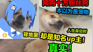 网购的狗背地里竟有十万粉丝，主人直接被吓到狗屋里蹭热度，太真实了吧！