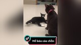 Hổ báo trường mẫu giáo mèo meow meocute Nguyenhoanghaidang meohoang lovepet lovepet cat catsoftiktok catvideo