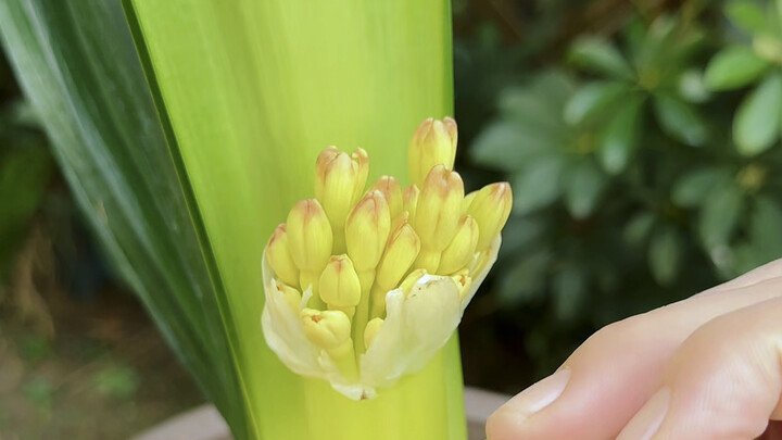 How to Make Clivia Bloom and Produce Flower Stalks