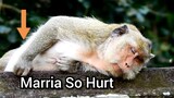 Marria Still Not Yet Give Birth!!, Very Pity Monkey Marria So Hurt​ Waiting Give Birth New Baby