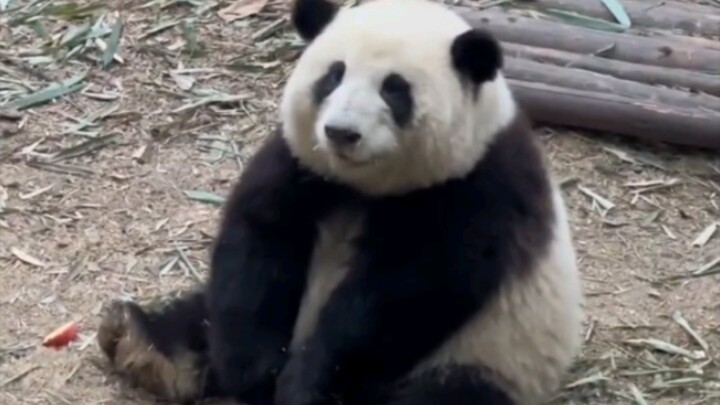 One of the greatest joys in Hua Hua's life!