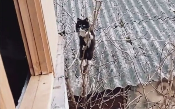 There are countless ways to go home, but this cat insists on choosing the most challenging one!