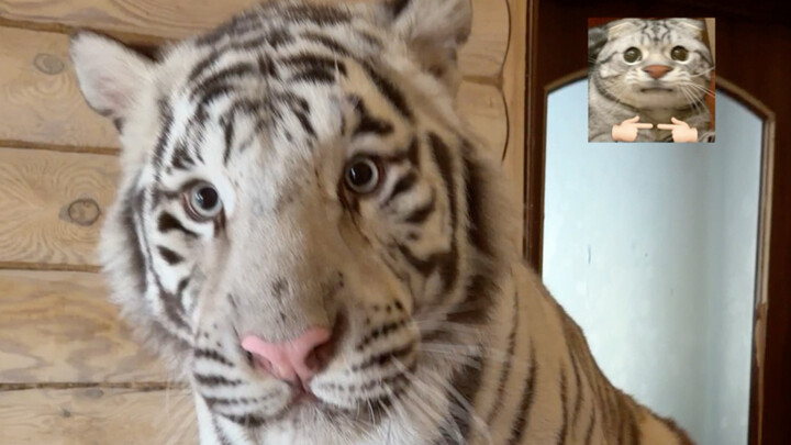 🦓：คนที่ไม่รักคุณ ต่อให้ผูกคอตายก็ยังคิดว่าคุณกำลังโหนชิงช้าอยู่ 🥲