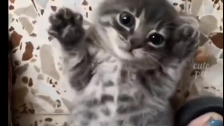 Mèo mèo thật là đáng yêu quá đi mất!