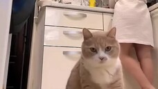 宠物-狗,猫,鹦鹉,鱼,老鼠 26.02.2024 #病毒 #短裤 #狗 #猫 #宠物 #26