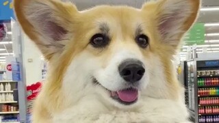 柯基这么可爱，当然要和大家一起分享啦~