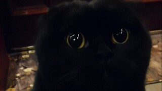 这么惨的偷猫贼，你们还敢来吗？