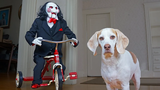 Dog vs Jigsaw Prank สุนัขตลกเป็นเพื่อนกับ Billy the Puppet จาก Saw Movie