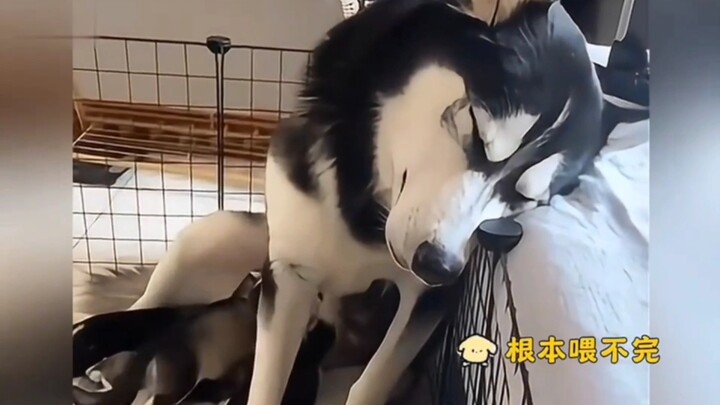 带娃不疯？狗妈妈告诉你：那是不可能的！