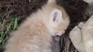 这才是真的猫好吧