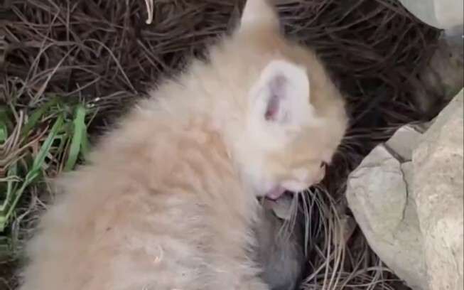 这才是真的猫好吧