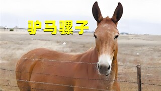 马和驴明明不是同种动物，为什么却能杂交，繁衍出骡子？
