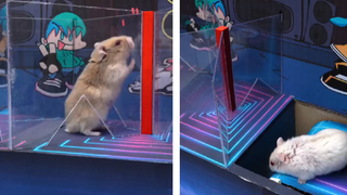 ภารกิจของหนูแฮมสเตอร์ ep 51 ค่ำคืนวันศุกร์