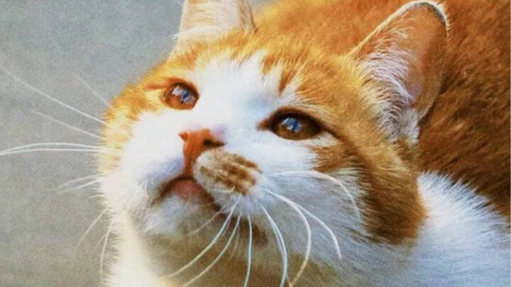 Hành trình điều trị cho mèo con bị viêm miệng với ngũ cốc Mái Xiàn～