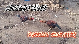 Asilmuff Kelso VS Possin Sweater spar