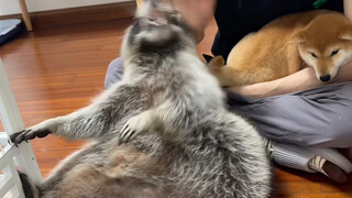 شياو شياو مفتونة بشدة بشياو با جا