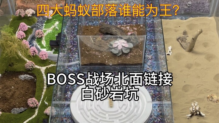 The Ant War: The Divine Conquest Ritual has officially begun! Which of the four tribes will ultimate