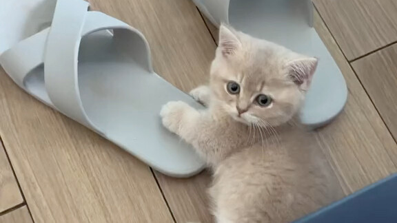 My newly adopted kitten seems to have taken a liking to my slippers.