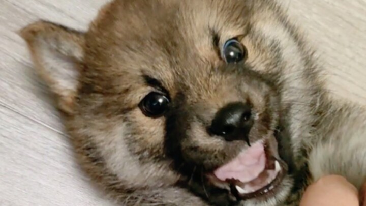 You failure dog—what kind of dog is MaiMai, anyway???