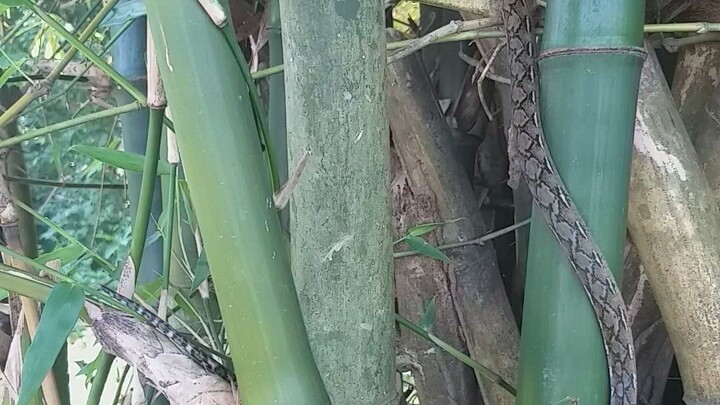 snake on bamboo coutgh on cameras
