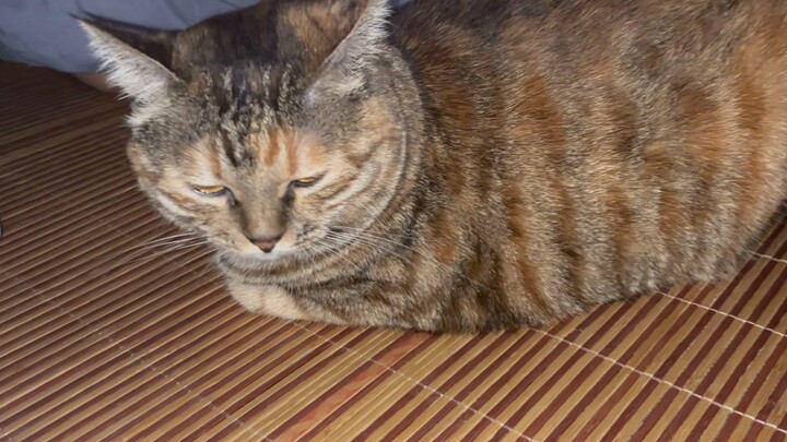 My boyfriend spoils this cat rotten. It doesn’t even fuss at night when it’s supposed to be sleeping