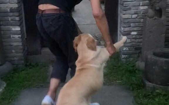 My perverted bro has been reincarnated as a dog.