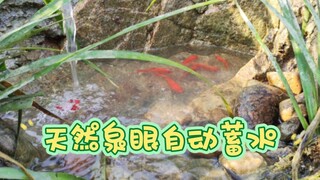 如何获得一个自动蓄水的鱼池水源？