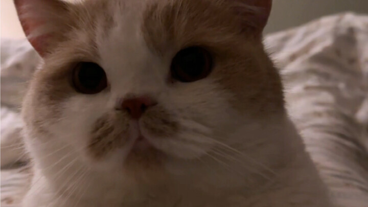 Khi tôi dậy trễ và quên cho mèo ăn…