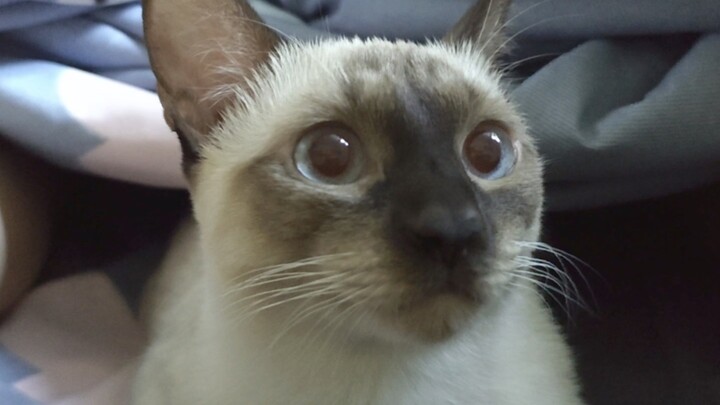 老大，早上好喵