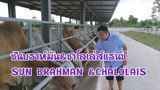 #Sun brahmans&Charolais หนุ่มใหญ่ไฟแรงเจ้าของธุรกิจโรงสีข้าวผันตัวเองมาเลี้ยงวัว 081-933-2766เฮียซัน