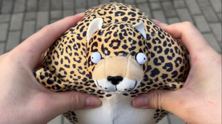 This chubby leopard is quite interesting.