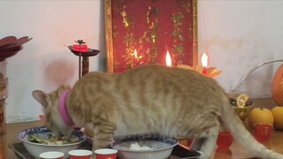 After watching too many key cats, let’s take a look at the free cats