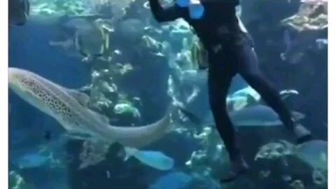 SILLY Shark