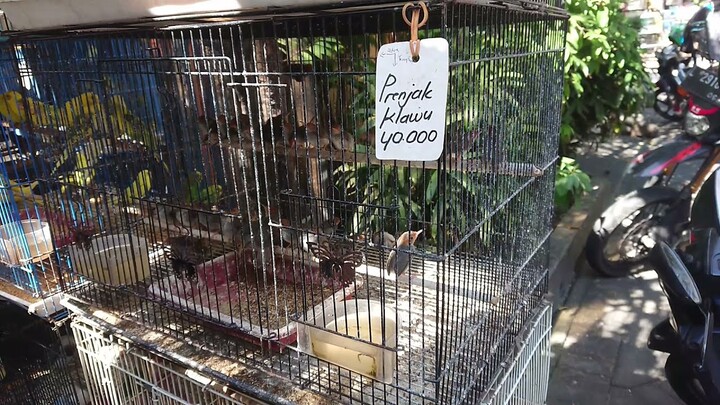 Prenjak Klawu / cinenen atas