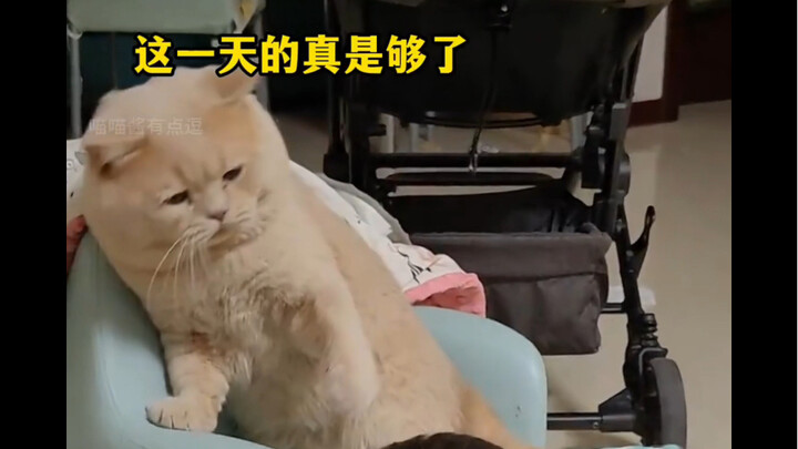 来人呀，有没有人管管这小祖宗！