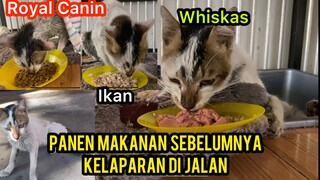 Jarang Makan Kucing Liar Ini Kurus Kering Tinggal Tulang Terharu Saat Dapat Makan Banyak..!