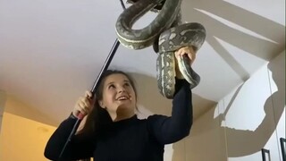 一位擅长捕蛇的澳洲女子，从天花板上拽下来2条蟒蛇
