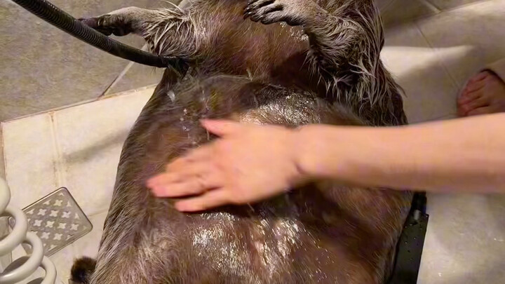 #Gấu trúc nhỏ #Hài hước Thử rồi, đúng là quả kiwi đặc ruột