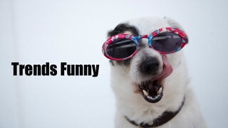 🤹‍♀️video FUNNY Ramdon CATS & DOGS - 6 MINUTES🕐